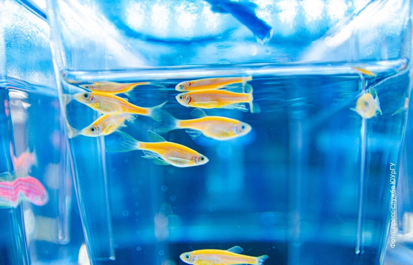 Новое вещество с противотревожным эффектом открыли в ЮУрГУ | Новости науки