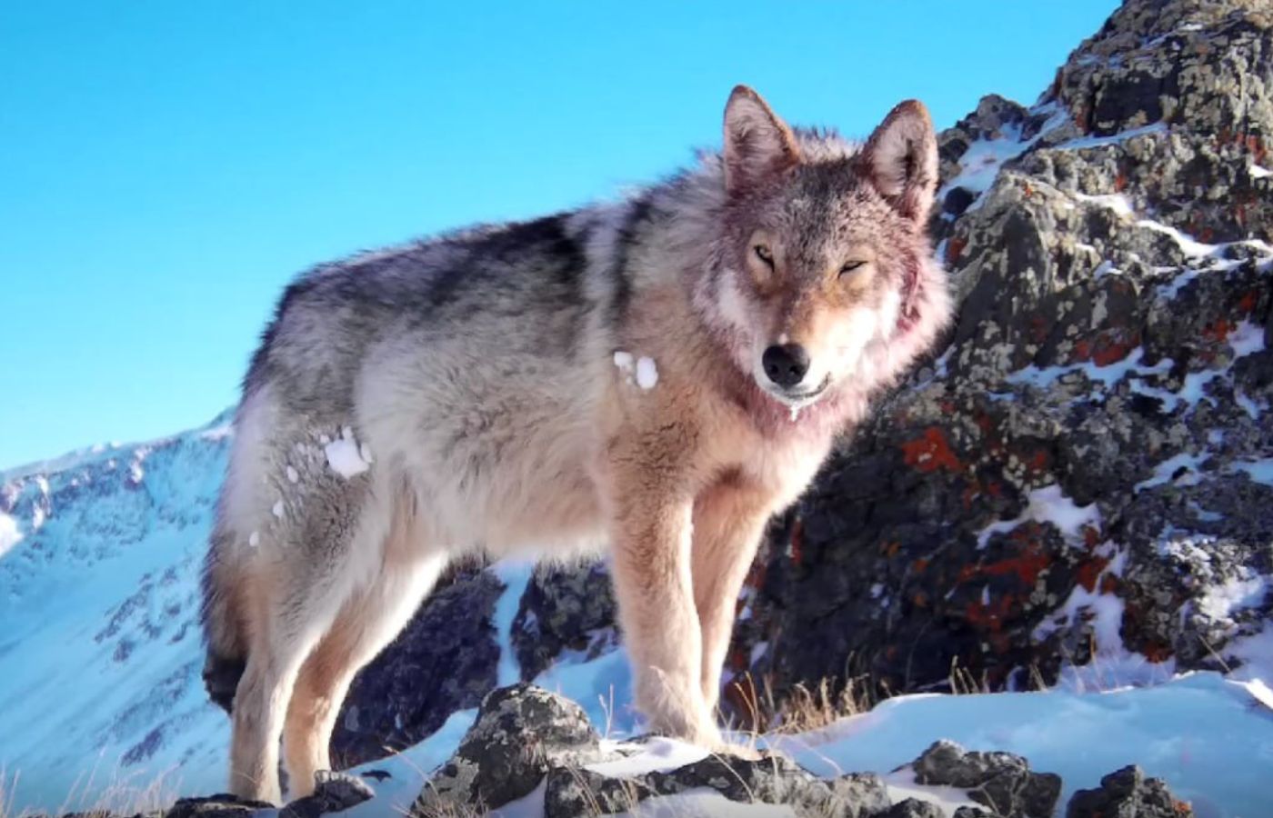 ИИ поможет изучать редких животных в заповедниках России - Наука РФ